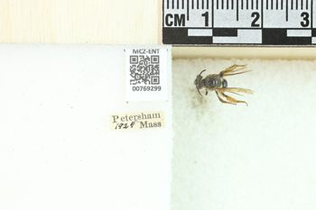 Media type: image;   Entomology 769299 Aspect: Labels